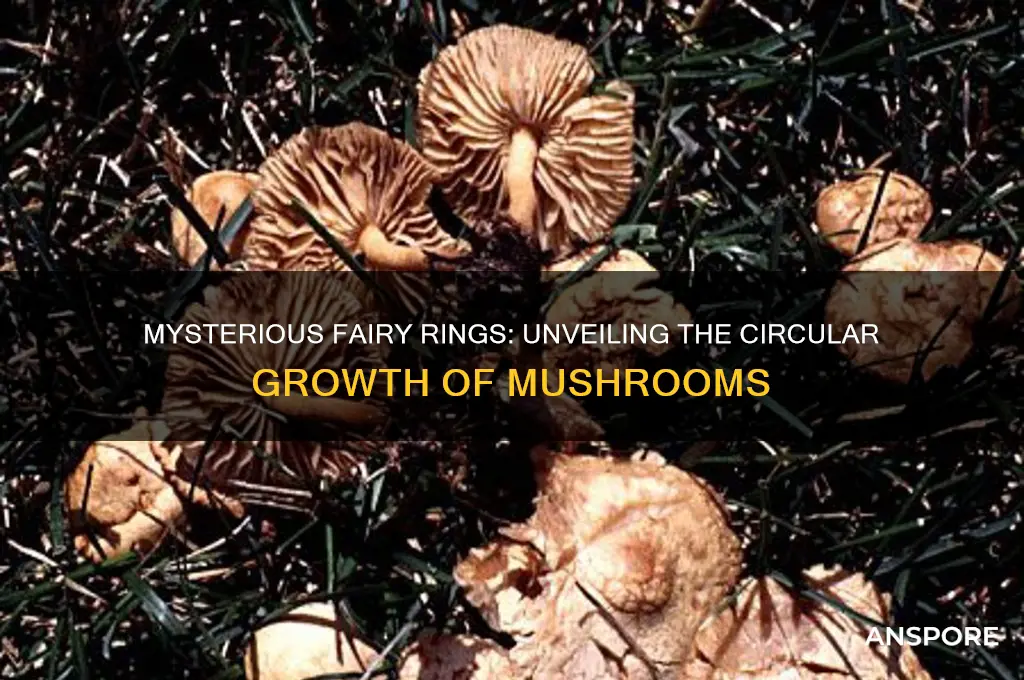 how do mushrooms grow in a circle
