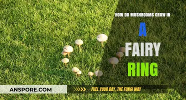 Mysterious Fairy Rings: Unveiling the Magical Growth of Mushrooms in Circles