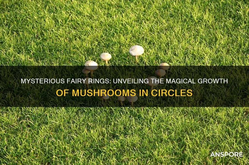 how do mushrooms grow in a fairy ring