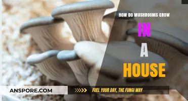 Growing Mushrooms Indoors: A Beginner's Guide to Home Cultivation