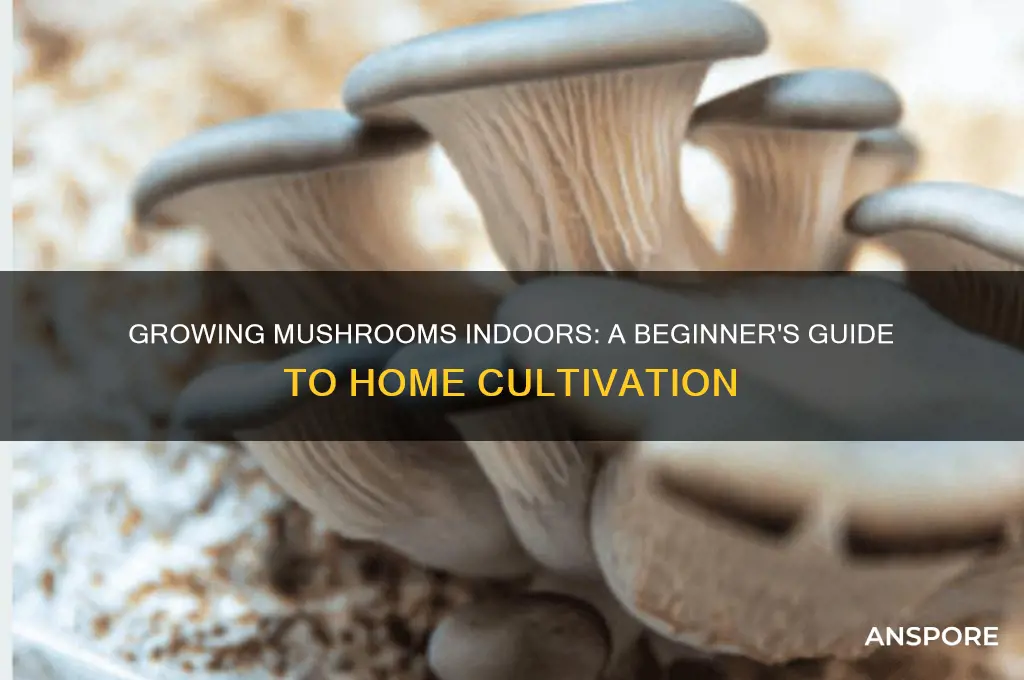 how do mushrooms grow in a house