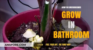 Why Mushrooms Thrive in Damp Bathrooms: Causes and Solutions