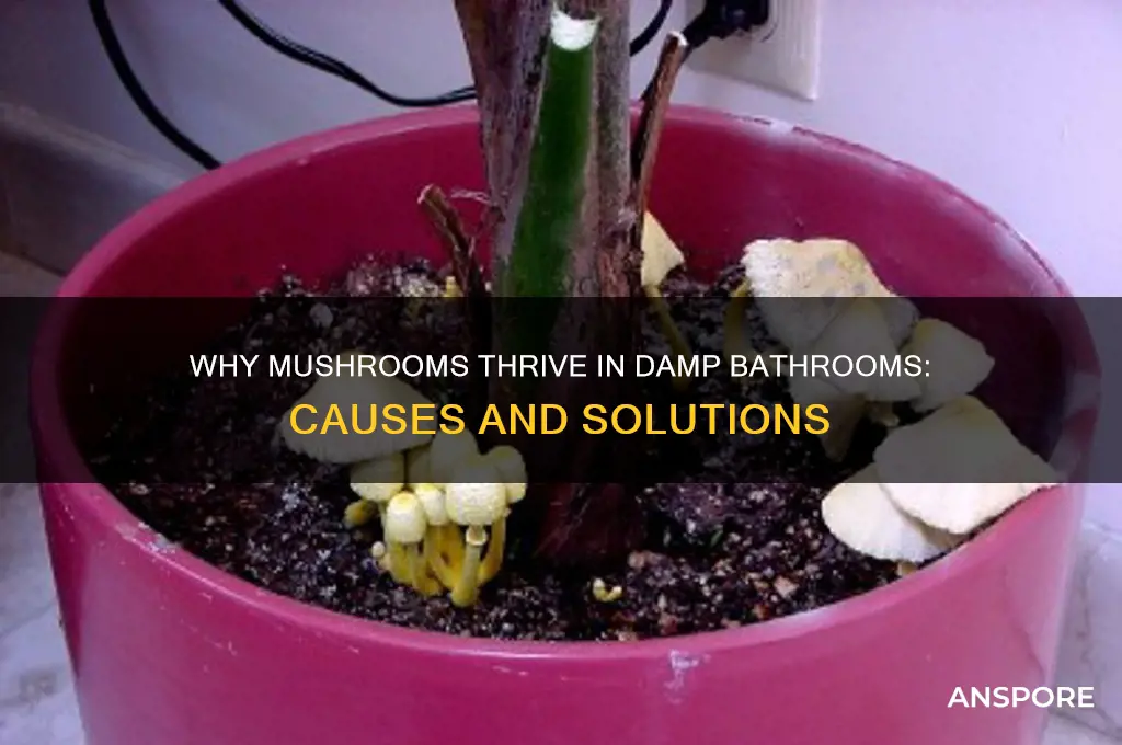 how do mushrooms grow in bathrooms