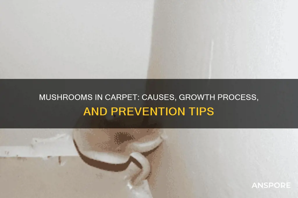 how do mushrooms grow in carpet