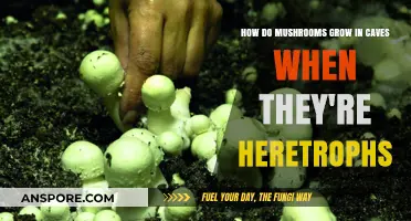 How Mushrooms Thrive in Caves as Heterotrophs: Unveiling the Mystery