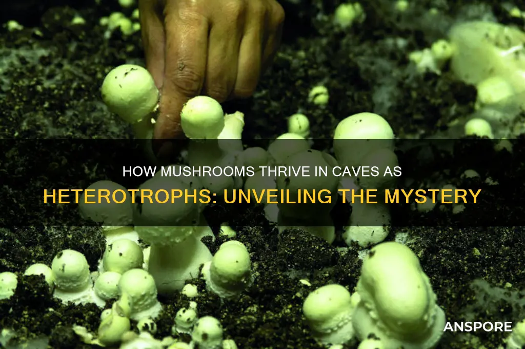 how do mushrooms grow in caves when they