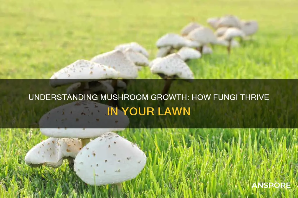 how do mushrooms grow in grass