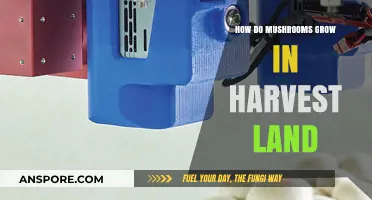 Mushroom Cultivation Secrets: Growing Fungi in Harvest Land Explained