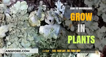 Mushroom Growth in Plants: Unveiling the Fascinating Symbiotic Process