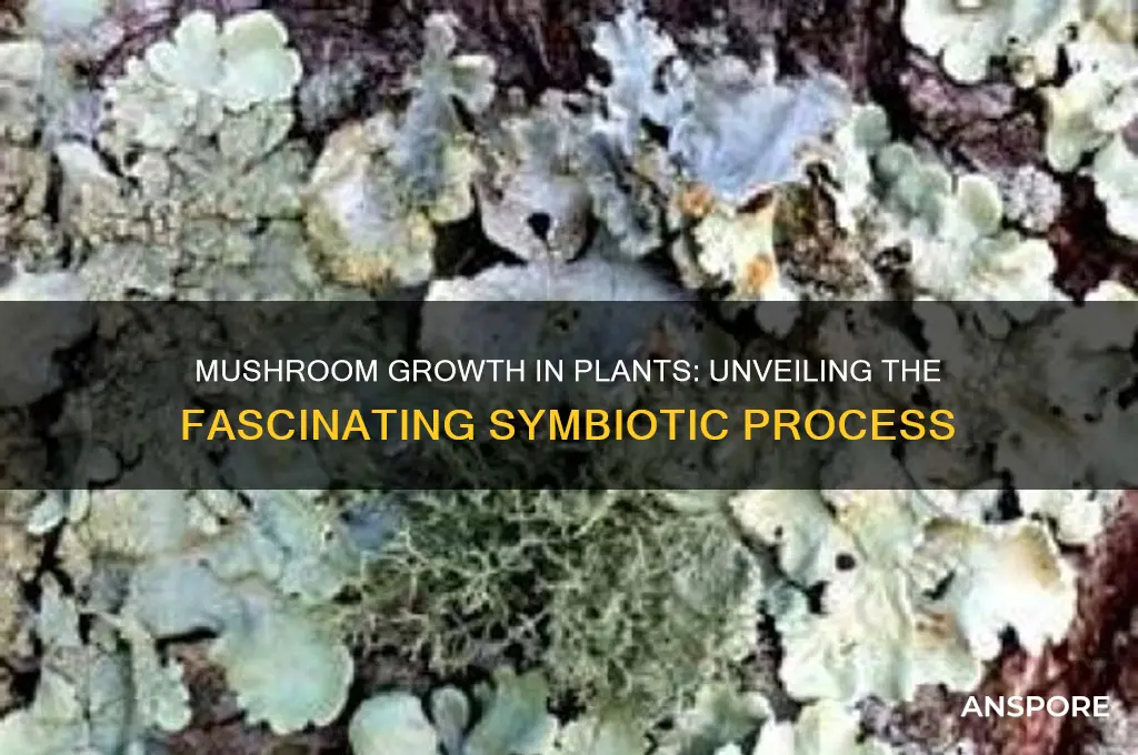 how do mushrooms grow in plants