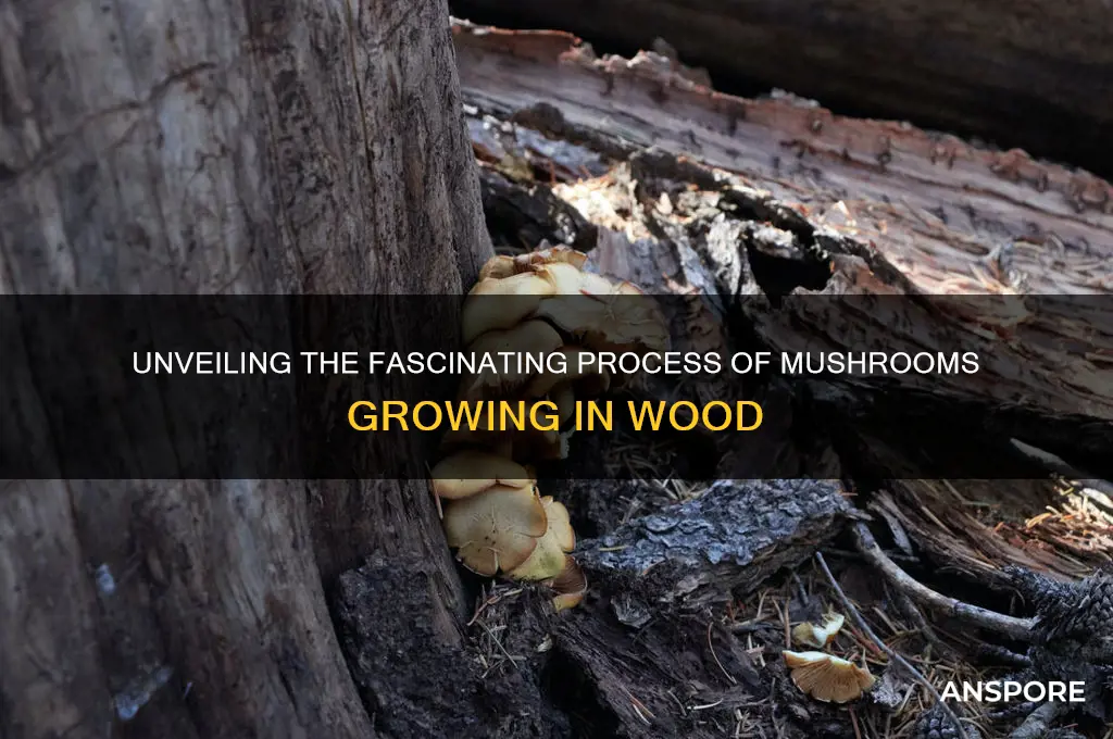 how do mushrooms grow in wood