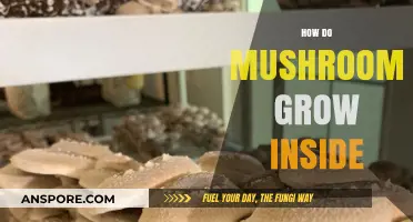 Unveiling the Hidden World: How Mushrooms Thrive Indoors