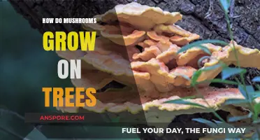 How Mushrooms Thrive on Trees: A Fascinating Growth Process Explained