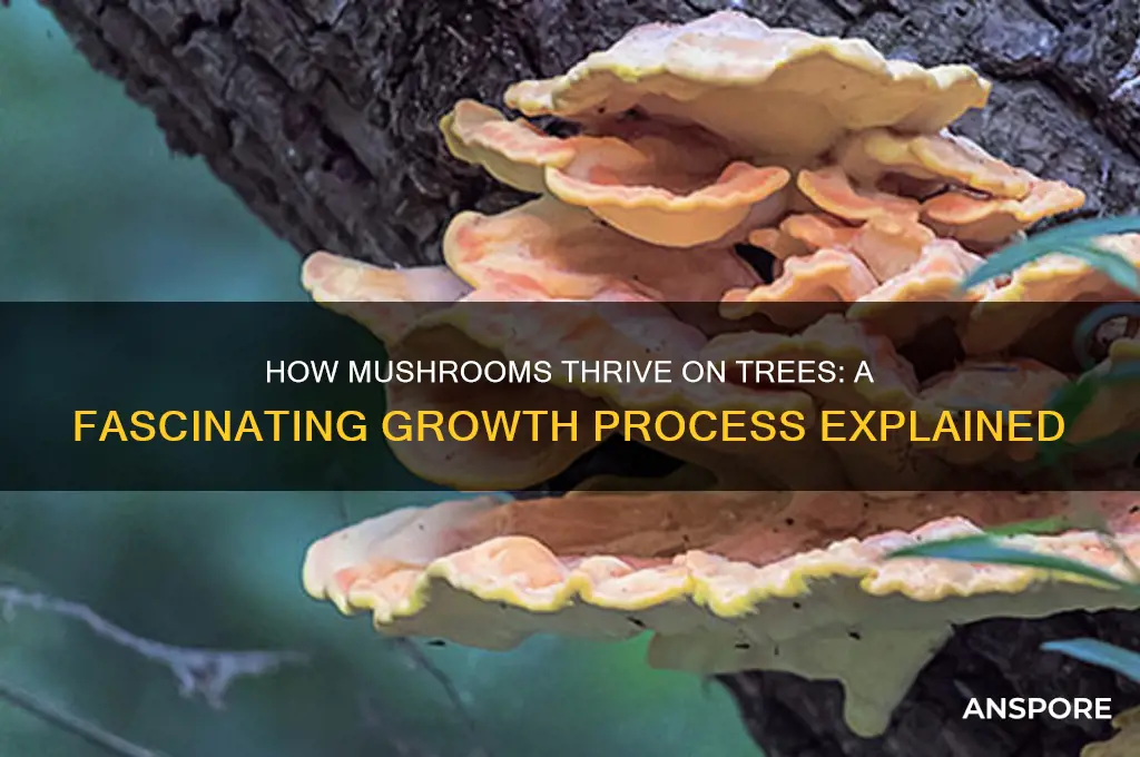 how do mushrooms grow on trees