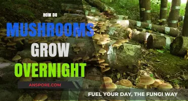 Mysterious Mushroom Growth: Unveiling the Overnight Fungal Bloom Phenomenon