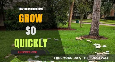 Rapid Mushroom Growth: Unveiling the Secrets Behind Their Speedy Development