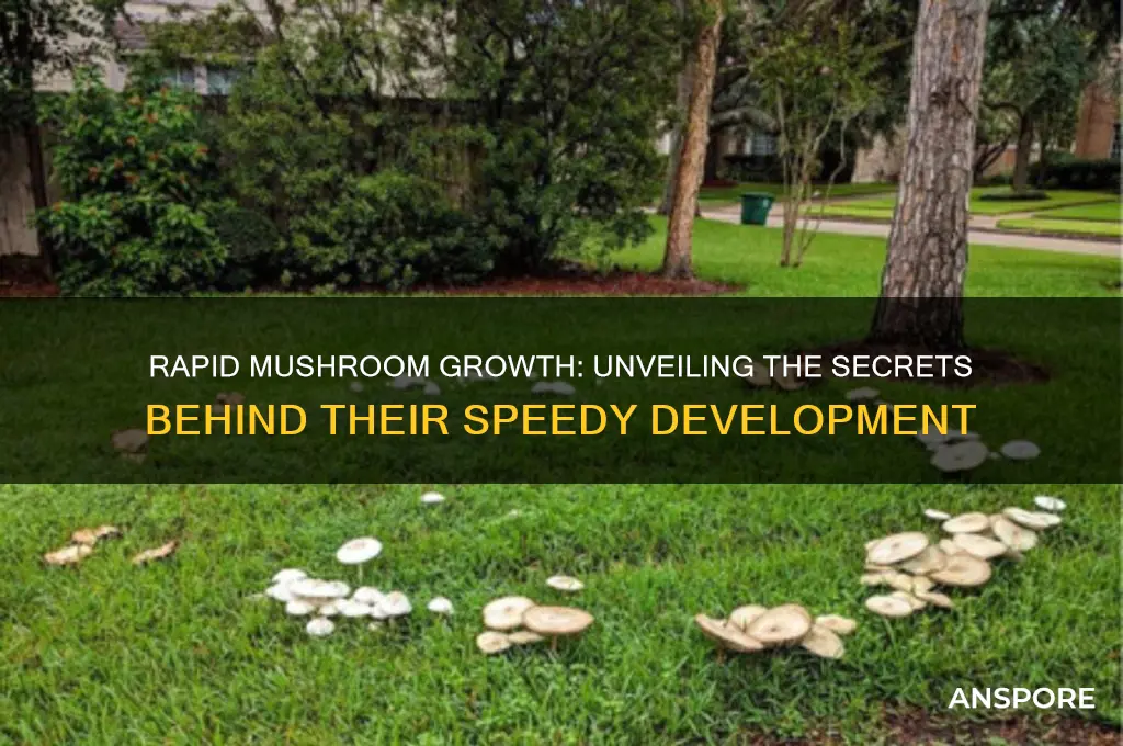 how do mushrooms grow so quickly