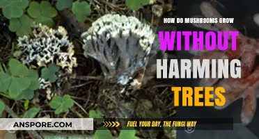 Mushrooms and Trees: A Symbiotic Growth Without Harm