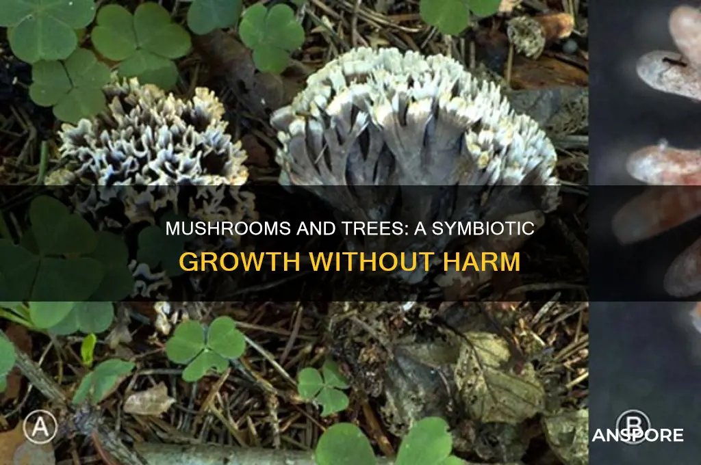 how do mushrooms grow without harming trees