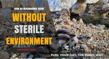 Mushroom Growth Secrets: Thriving Without Sterile Conditions Explained