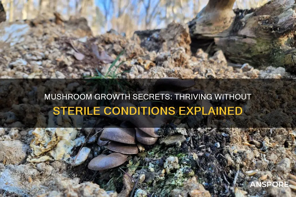 how do mushrooms grow without sterile environment