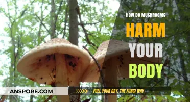 Mushrooms: Toxicity, Poisoning, and Health Risks