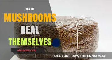 Mushrooms' Intriguing Self-Healing: Nature's Intricate Design