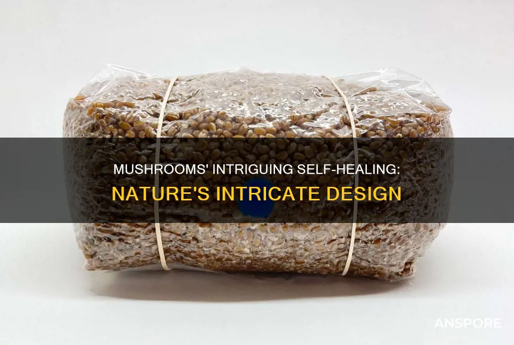 how do mushrooms heal themselves