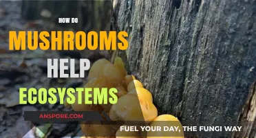 Mushrooms: Nature's Unsung Heroes