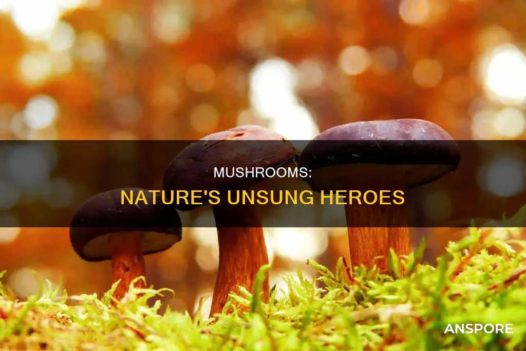 how do mushrooms help ecosystems
