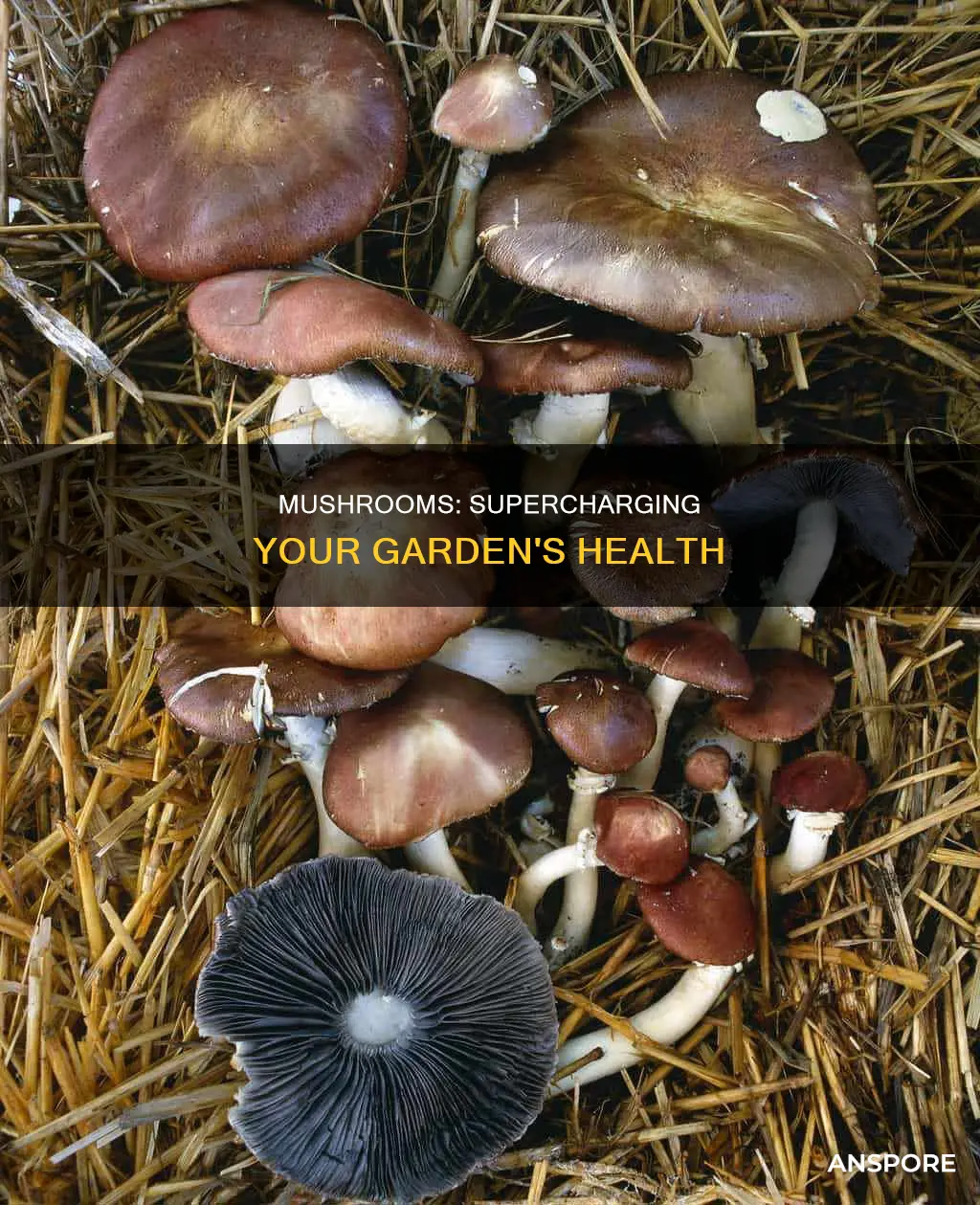 how do mushrooms help the garden