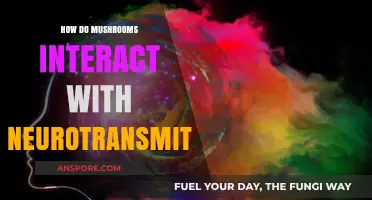 Mushrooms' Magical Neurotransmitter Interactions: The Science