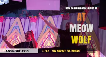 Mushroom Magic: Meow Wolf's Glowing Forest