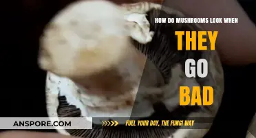 Spotting Spoiled Mushrooms: Signs of Bad Fungi to Avoid