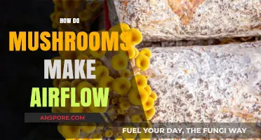 How Mushrooms Naturally Enhance Airflow in Their Environment