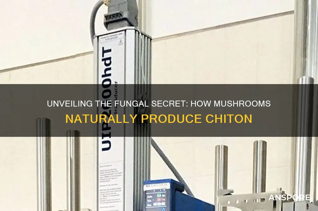 how do mushrooms make chiton