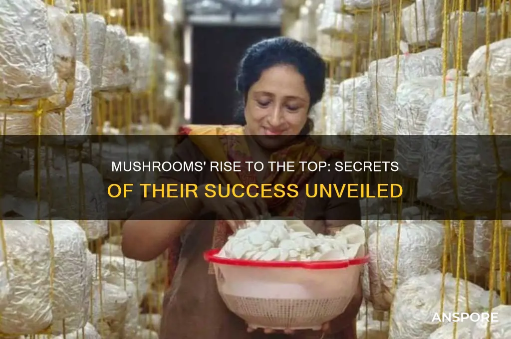 how do mushrooms make their way to thetop