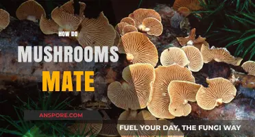 Mushroom Mating: The Intricate Dance of Spores