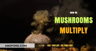 Mushrooms Multiply: Secrets of Their Rapid Growth