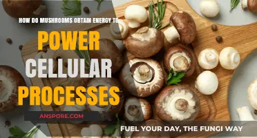 Mushrooms' Energy Source: Powering Cellular Processes