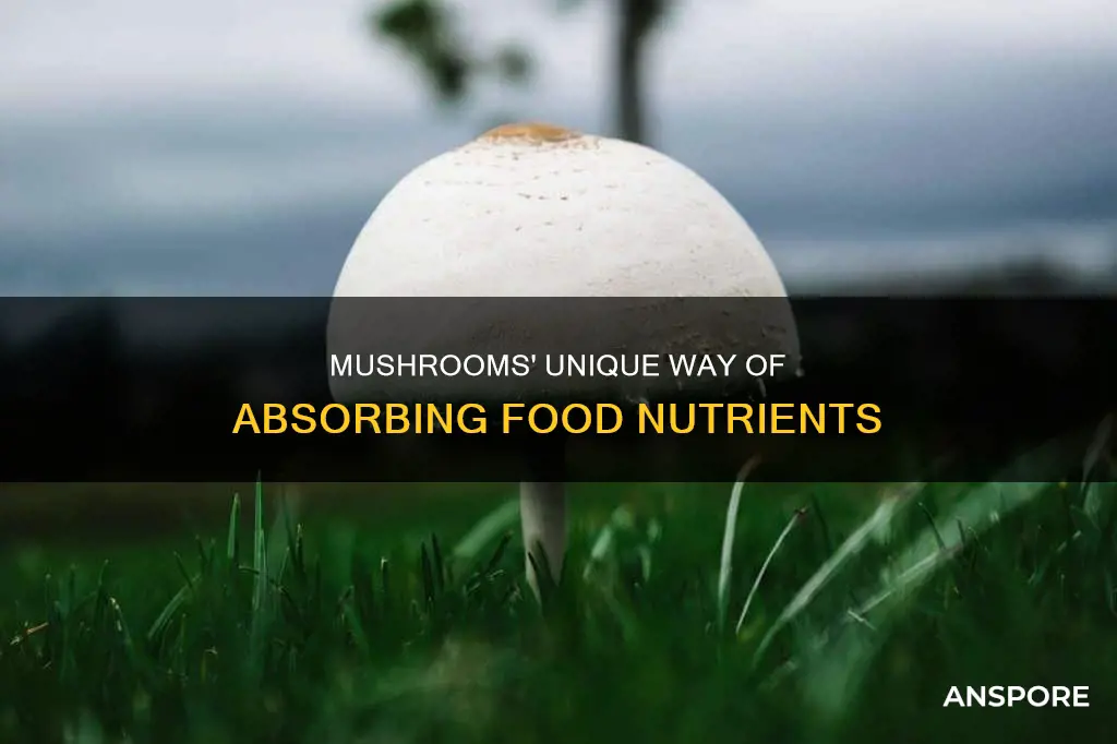 how do mushrooms obtain food nutrients