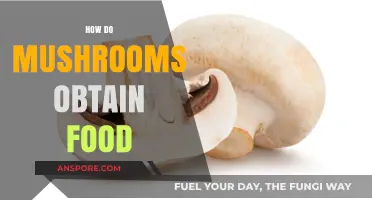 Mushrooms' Intriguing Food Source: A Mystery Unveiled
