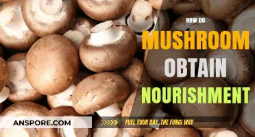 Mushrooms' Unique Way of Obtaining Nutrition