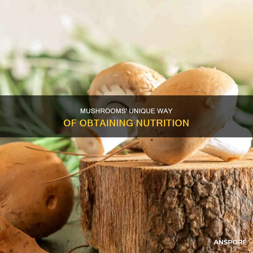 how do mushrooms obtain nourishment