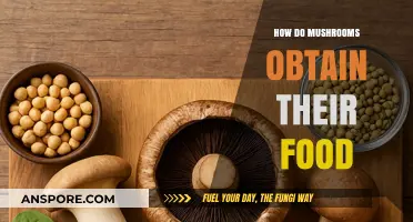 Mushroom Nutrition: Unveiling Their Unique Food Acquisition Strategies