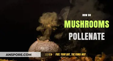 Mushrooms: Pollination Secrets of the Forest