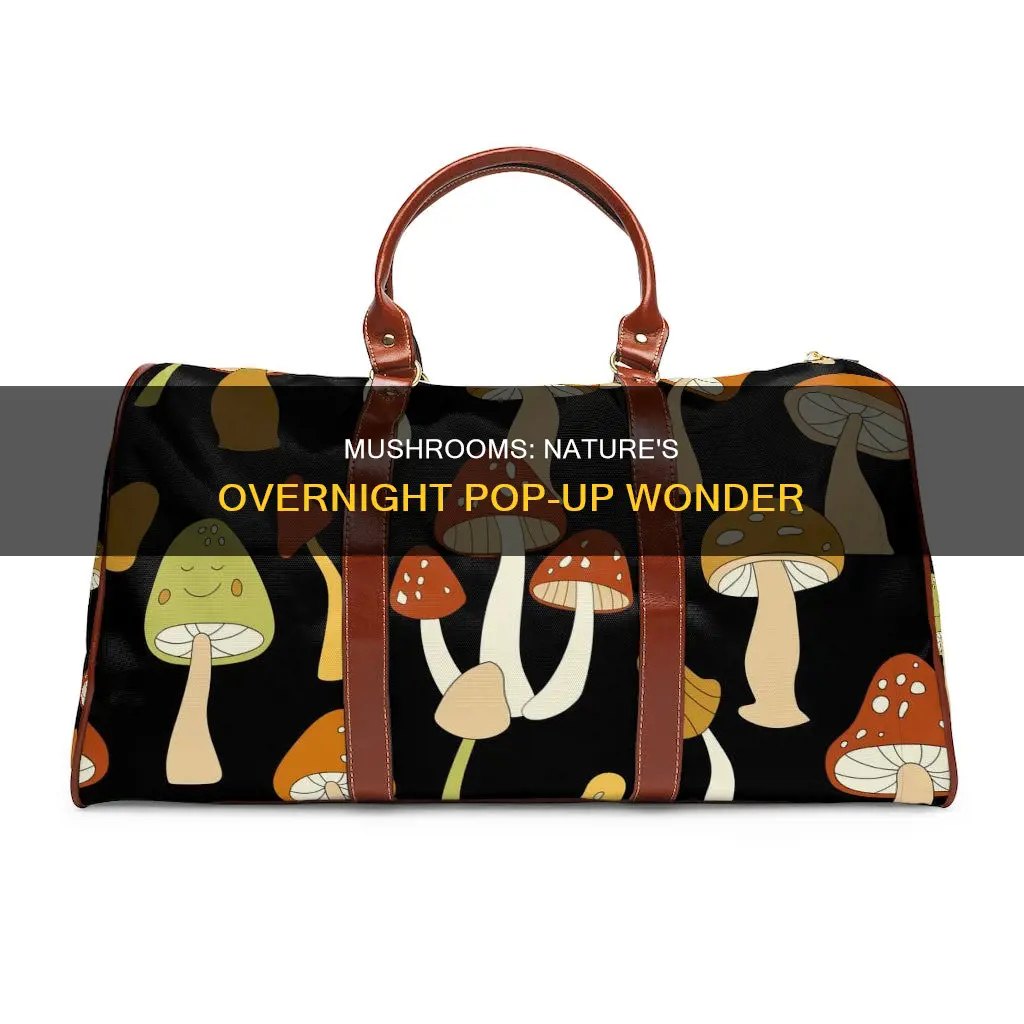 how do mushrooms pop up overnight