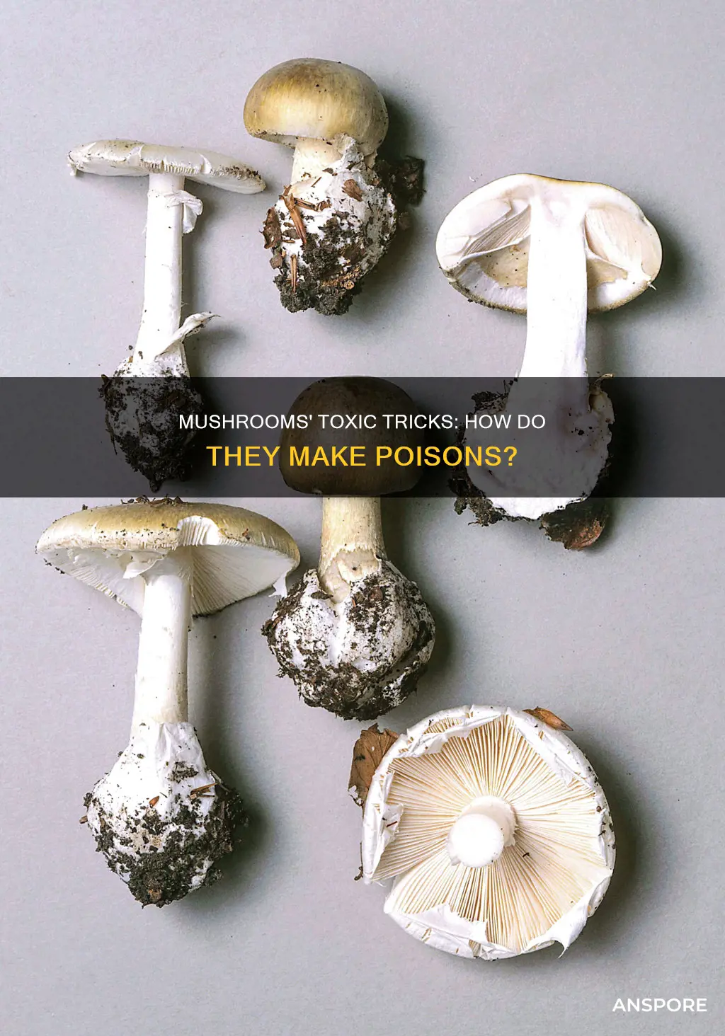 how do mushrooms produce toxins