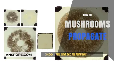 Mushroom Propagation: Secrets of Spore and Mycelium Growth