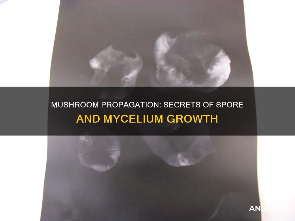 how do mushrooms propagate